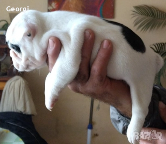 Френски булдог/малки кученца , снимка 7 - Френски булдог - 52590685