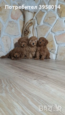 Той пудел , снимка 2 - Пудели - 54057855