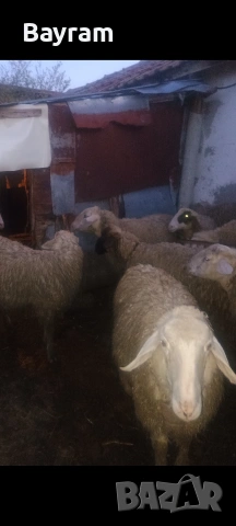 продавам шилета , снимка 5 - Овце - 54019862