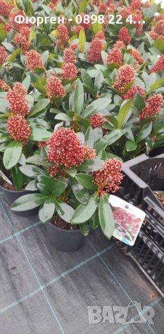 Скимия – Японски люляк (Skimmia japonica), снимка 5 - Разсади - 53967463