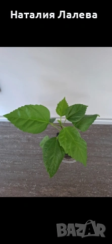 Червен кичест хибискус, китайска роза, red hibiscus, снимка 4 - Стайни растения - 53885350