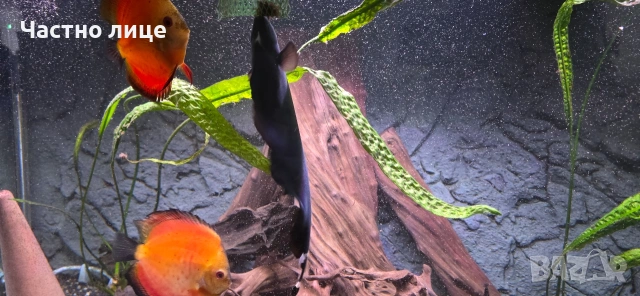 Продавам риба нож 2 бр., снимка 2 - Рибки - 54169973