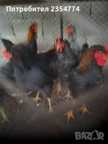 петли млади, снимка 4 - други­ - 53024670