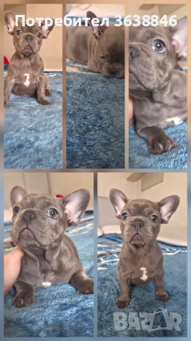 Френски булдог