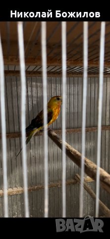 Продавам пойни папагали, снимка 2 - Папагали - 40622040