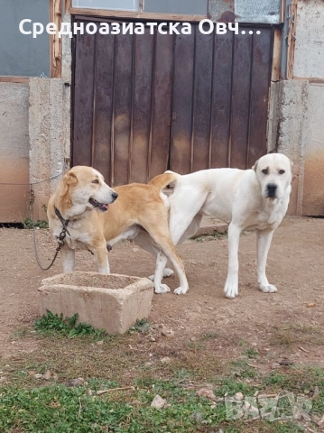 Сао-Алабай, снимка 7 - Алабай - 52877451