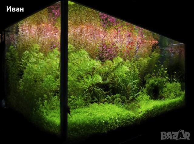 Торове за аквариумни растения, снимка 2 - Други - 40176371