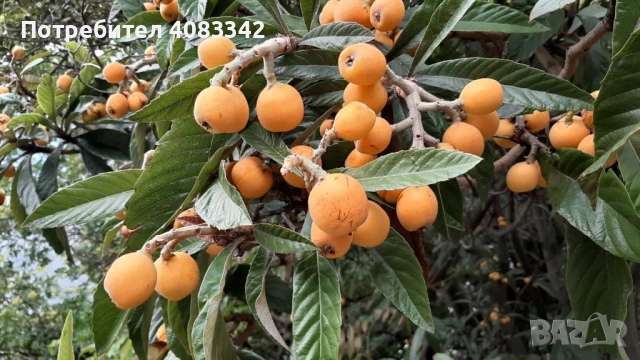 Японска Мушмула , снимка 3 - Градински цветя и растения - 53897944