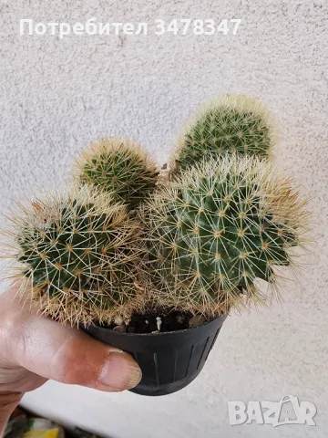Четириглава мамилария, снимка 2 - Стайни растения - 50244149