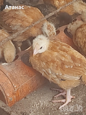 Черен австралорп И смесени снасящи сини , зелени яйца ,тетра и супер харко. , снимка 5 - други­ - 53830777