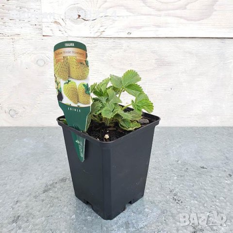 Разсад Ягода - Налични 24 сорта , снимка 12 - Разсади - 34870259