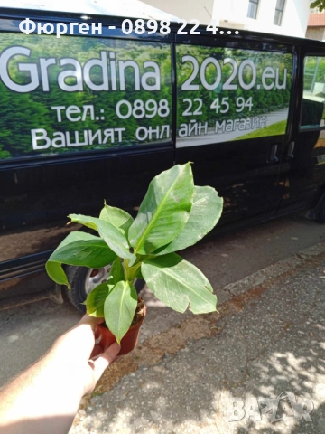 Банан - Стаен , снимка 4 - Разсади - 52508071