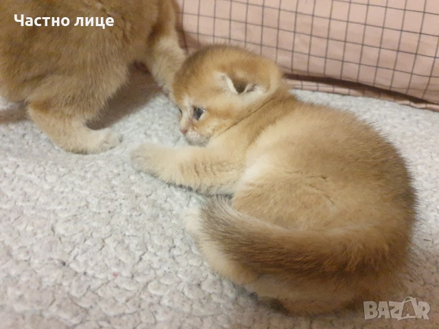 Шотландски котета златна чинчила, снимка 16 - Чинчили - 53759249