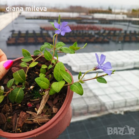 Винка минор, Vinca minor, снимка 7 - Градински цветя и растения - 44392855