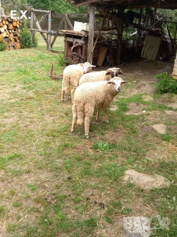 Продавам агнета , снимка 5 - Овце - 56225088