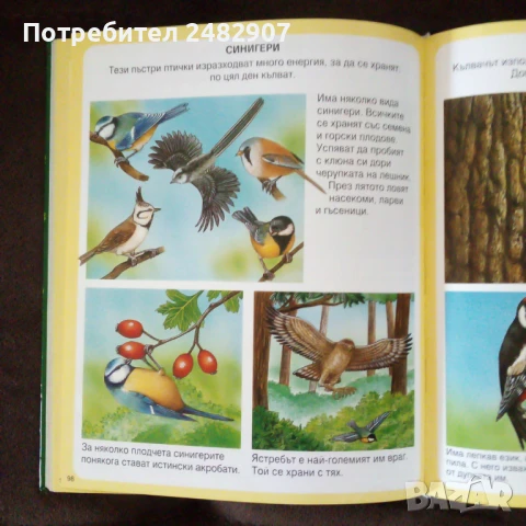 "Енциклопедия на гората" , снимка 5 - Енциклопедии, справочници - 50999235