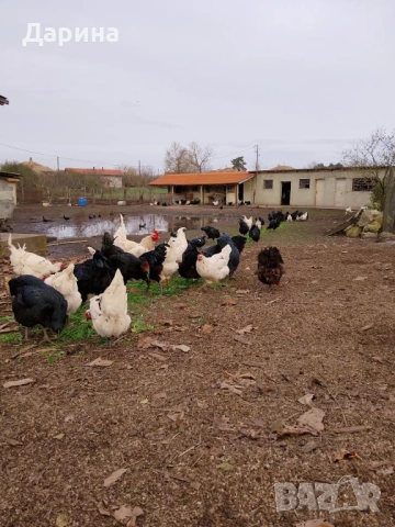 Оплодени яйца от кокошки Джърски Гигант