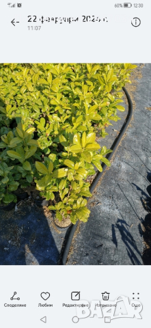 лавровишна 0.30 см цена 6лева , снимка 2 - Градински цветя и растения - 44728895