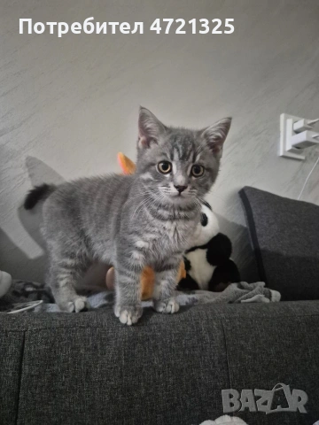 Британско таби. , снимка 10 - Британска късокосместа - 53250363