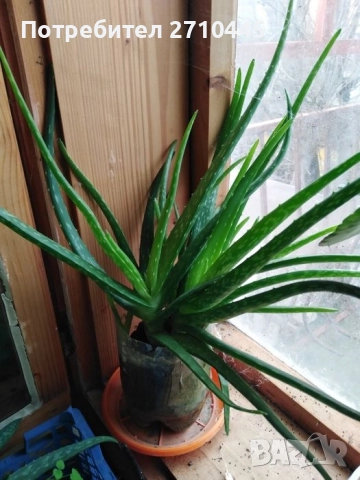 ЛЕЧЕБНО АЛОЕ ВЕРА и Дървовидно алое, снимка 5 - Стайни растения - 30210195