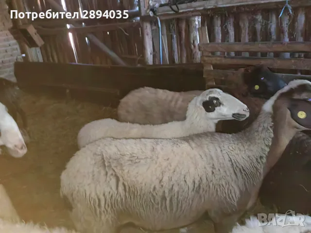 свободни цялото стадо , снимка 3 - Овце - 55973981