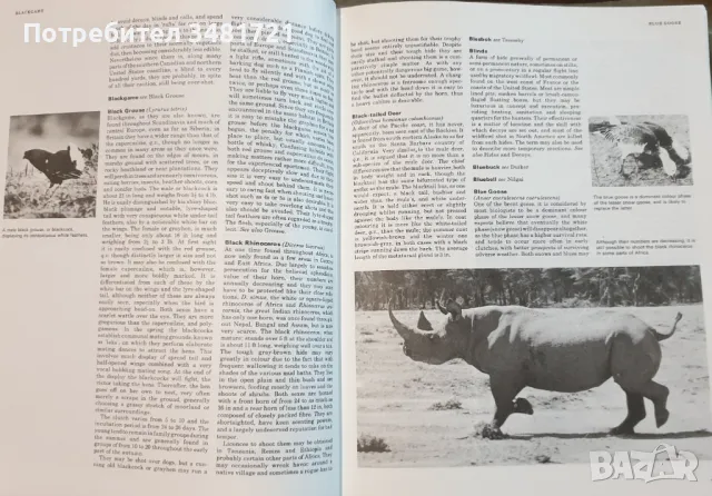 Голяма ловна енциклопедия / The International Encyclopedia of Shooting, снимка 4 - Енциклопедии, справочници - 49760438