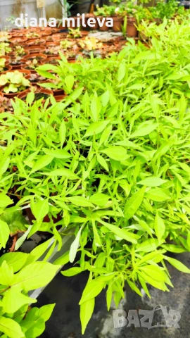 Ипомея Батат, два различни зелени сорта!, снимка 15 - Градински цветя и растения - 51230396