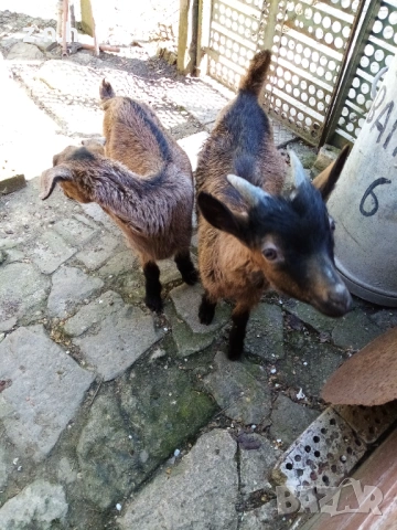 Продавам ярета, снимка 14 - Кози - 54335486