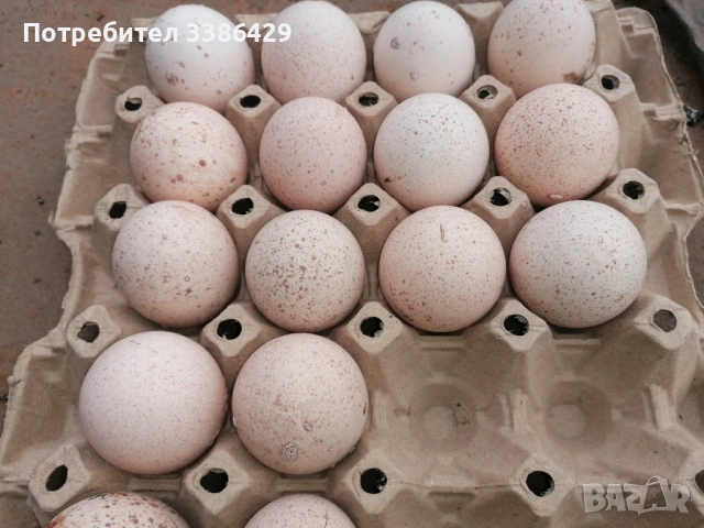 Пуйчета, яйца от неми патици, крякащи юрдечкияйца от пуйки и от декоративни кокошки, снимка 15 - Патици и гъски - 48423171