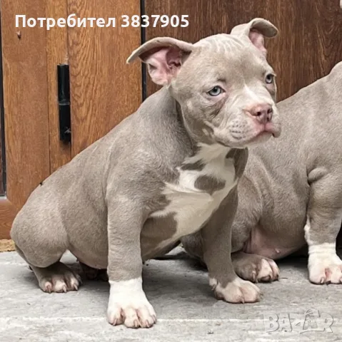 Американско були , снимка 5 - Американски стафордширски териер - 56506720