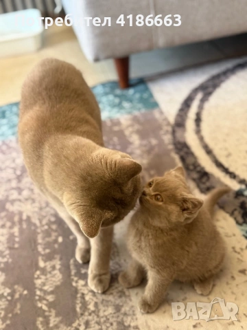 Британска късокосместа цвят люляк търси дама, снимка 9 - Британска късокосместа - 54313520