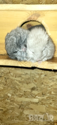 Продавам чинчила