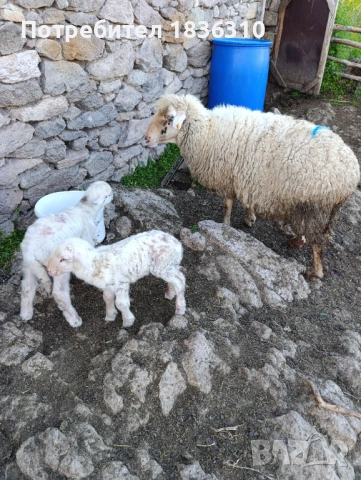 Овца с 2 агнета