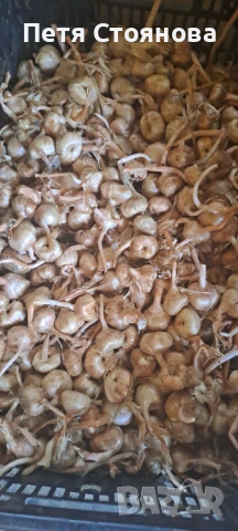 Шафранови луковици