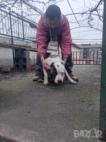 Питбул син нос , снимка 8 - Питбул - 53295871