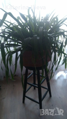 Голяма Билбергия (Billbergia) в саксия, снимка 2 - Стайни растения - 54100428