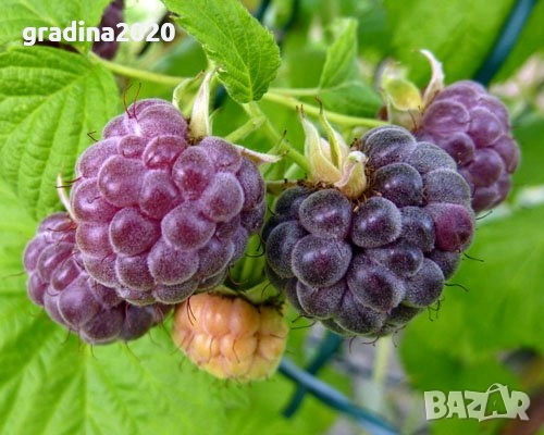 Лилава малина (Glencoe)