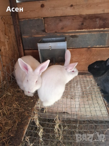 Зайци , снимка 2 - Други животни - 53151221