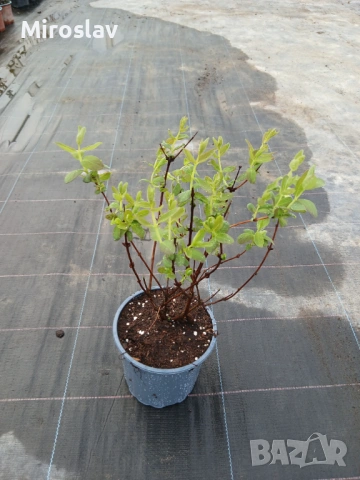 Камчатска(Майска) Боровинка, снимка 8 - Градински цветя и растения - 53905343