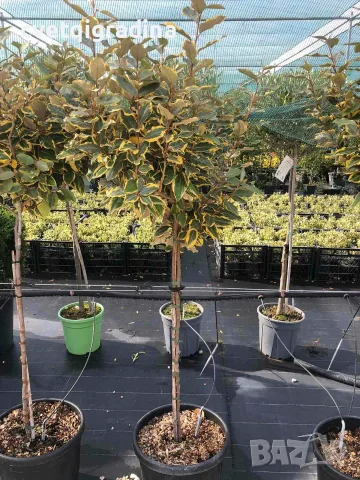 Elaeagnus stam топиар-Елеагнус, снимка 2 - Градински цветя и растения - 56335996