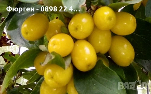 Дрян - Жълт, снимка 3 - Разсади - 51095875