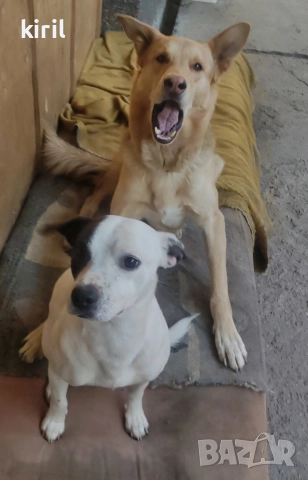 Хотел за кучета - Игри на воля , снимка 8 - Други услуги - 52645885