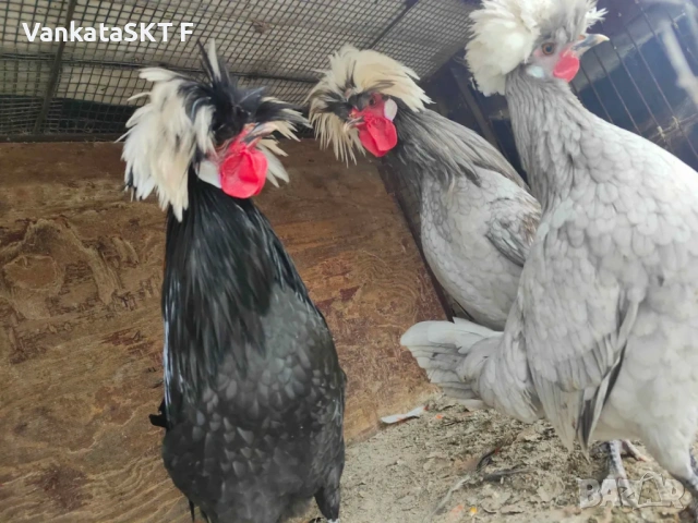 Холандски качулати