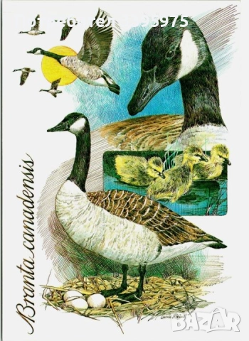 Стара пощенска картичка ”Канадски гъски” (неизползвана)
