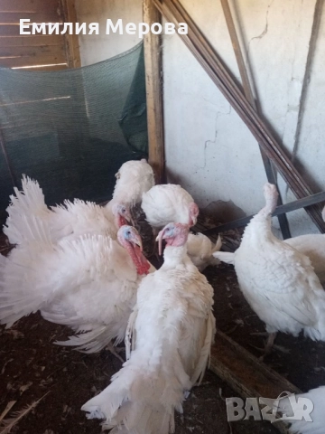 Продавам домашни пуйки (мисирки) , снимка 2 - Кокошки и пуйки - 52282884