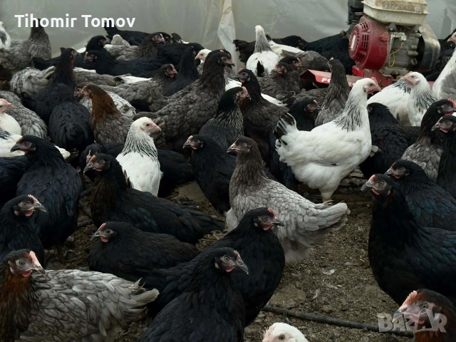 продавам ярки пред пронасяне пилета 