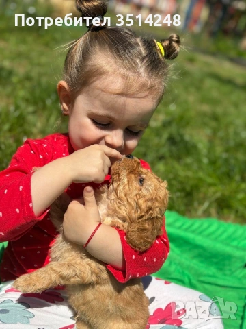 мини пудел , снимка 4 - Пудели - 54337284