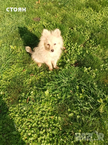Момченце, снимка 4 - Померан - 52540011