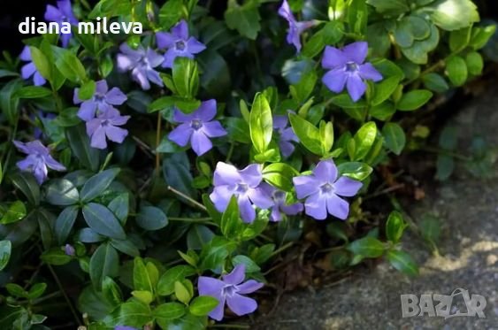 Винка минор, Vinca minor, снимка 3 - Градински цветя и растения - 44392855