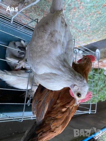 Джинки чифтове, снимка 2 - Кокошки и пуйки - 54315090